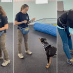 Basic Obedience Training: Transform Your Dog’s Behavior