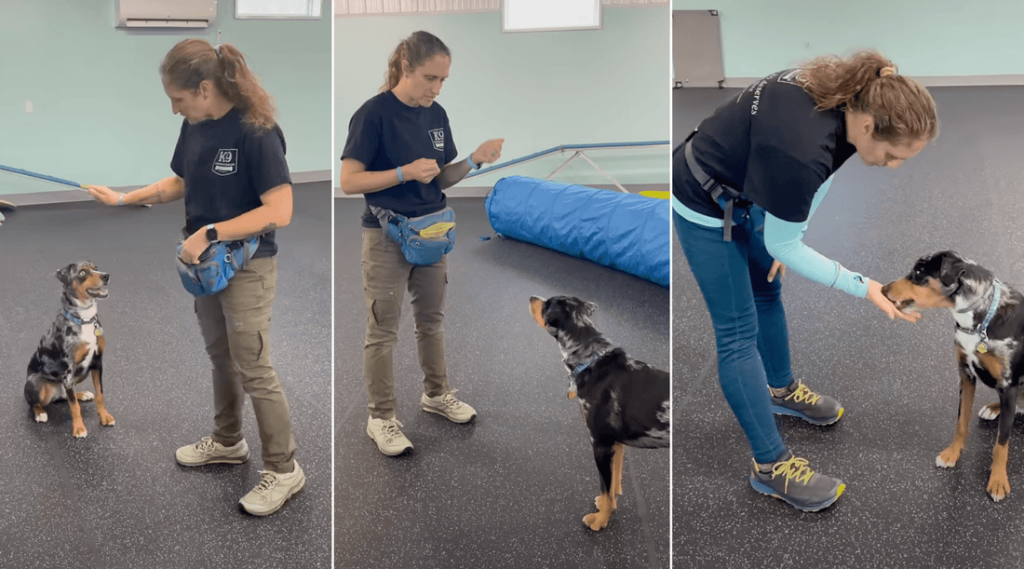 Basic Obedience Training Commands: Master Your Dog’s Behavior