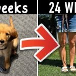 Basic Obedience Training for Puppies: Essential Tips