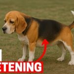Beagle Dog Health Problems: Essential Care Tips