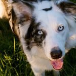 Beautiful Dog Breeds: Discover Enchanting Companions