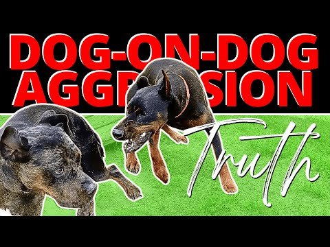 Beckman Dog Training: Transform Your Pet’s Behavior