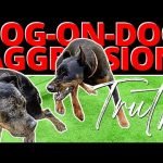 Beckmans Dog Training: Transform Your Pet’s Behavior