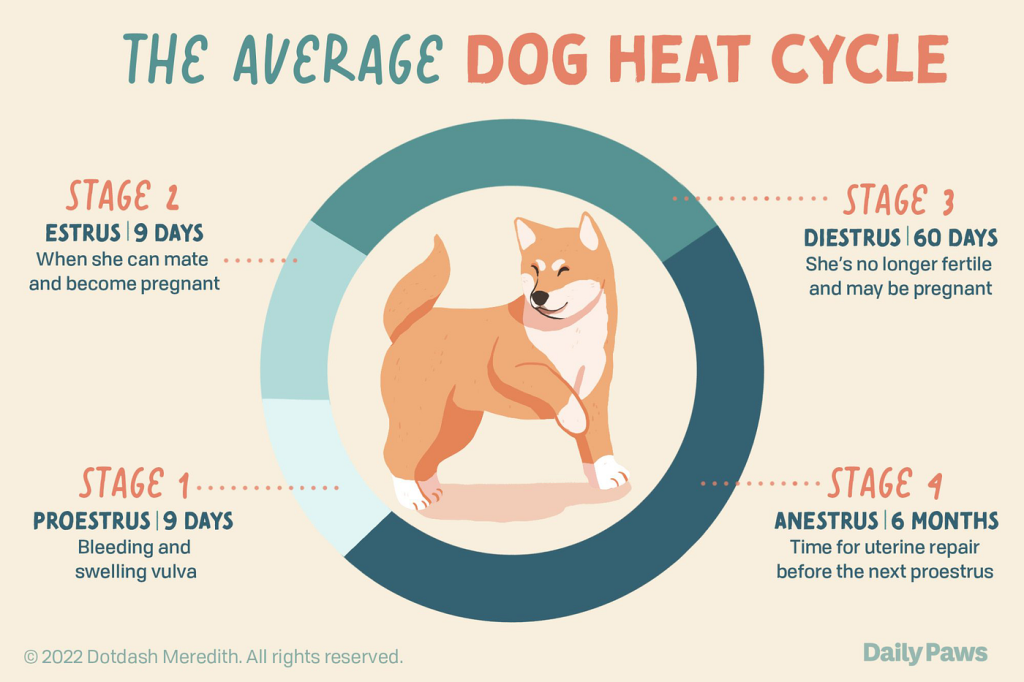 Behaviour Changes in Dogs on Heat: What to Expect