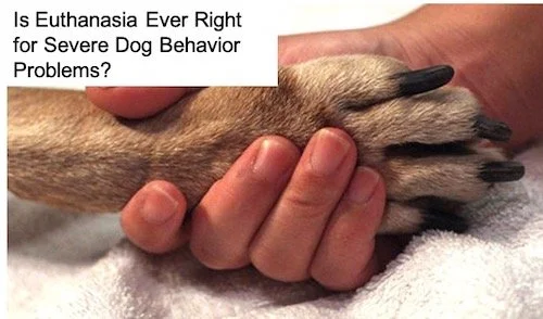 Behavioural Euthanasia Dogs: Understanding the Heartbreaking Choice