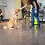 Being a Dog Trainer: Master the Art of Canine Coaching
