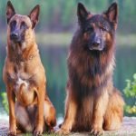 Belgian Dog Breeds: Discover Unique Canine Companions