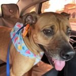 Bella Dog Grooming Kenyon Way: Pamper Your Pet Today