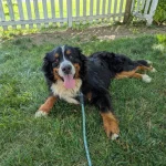 Bernese Mountain Dog Adoption: Find Your Loyal Companion