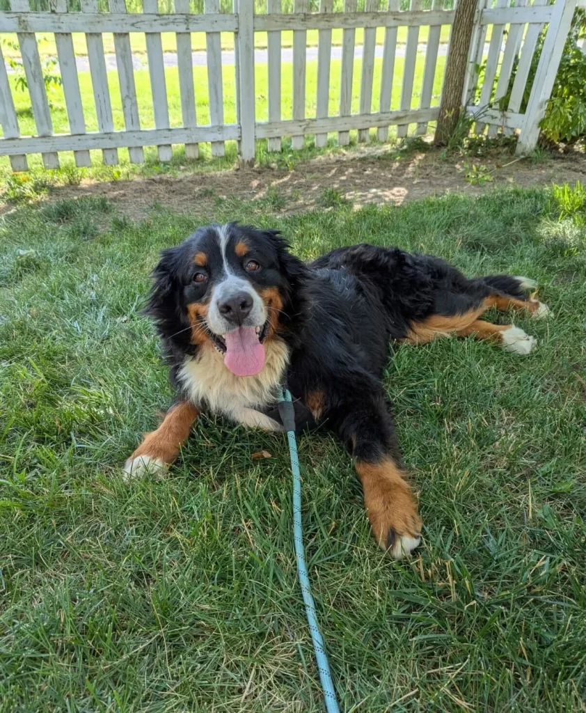 Bernese Mountain Dog Adoption: Find Your Loyal Companion