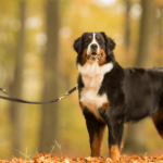 Bernese Mountain Dog Health Problems: Essential Insights