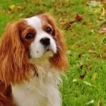 Best Dog Breeds for Elderly: Perfect Companions