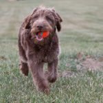 Best Dog Breeds Mixed With Poodle: Top Adorable Hybrids