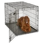 Best Dog Crate for Large Dogs: Durable, Escape-Proof, and Easy to Clean