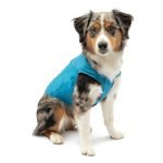 Best Dog Jackets for Warmth, Comfort, and Weather Protection