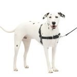 Best Dog Leads for Dogs That Pull: Top No-Pull Leashes & Harnesses