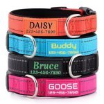 Best Dog Male Names Paired with Custom Personalized Collars for Style