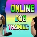 Best Dog Trainer Certification Online: Unlock Your Success