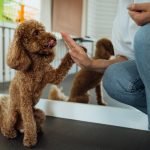 Best Dog Training Methods: Unlock Your Pup’s Potential