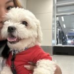 Best in Show Dog & Cat Groom Lockport: Top Services