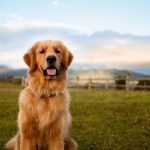 Best Large Dog Breeds: Top Picks for Families