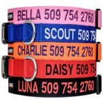 Best Personalized Dog Collars for Stylish, Safe, and Comfortable Pets