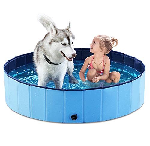 Best Swimming Pool for Dogs