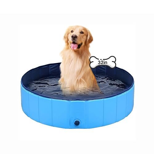 Best Swimming Pools for Dogs
