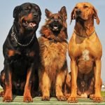 Big Dog Breeds: Discover Majestic Giants