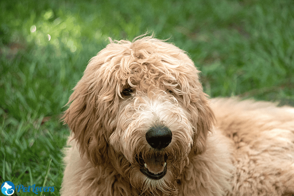 Big Dog Breeds That Dont Shed: Ultimate Guide