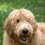 Big Dog Breeds That Dont Shed: Ultimate Guide