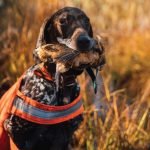 Bird Dog Breeds: Uncover Top Hunting Companions