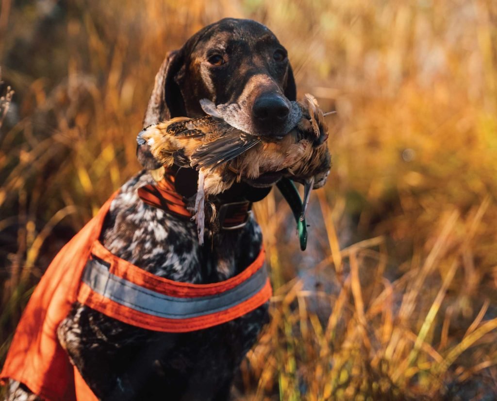 Bird Dog Breeds: Uncover Top Hunting Companions