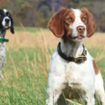 Bird Dogs Breeds: Ultimate Guide to Hunting Companions