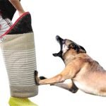Bite Training Dogs: Master Techniques for Success