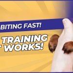 Biting Dog Training: Transform Aggression into Trust