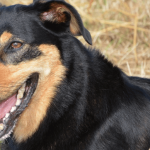 Black And Tan Dog Breeds: Ultimate Guide to Canine Elegance