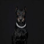 Black Breeds of Dogs: Discover Stunning Varieties