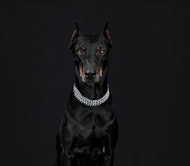 Black Breeds of Dogs: Discover Stunning Varieties