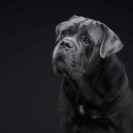 Black Dogs Breeds: Discover Majestic Canine Companions