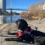 Black Labrador Dog Training: Expert Tips Unleashed