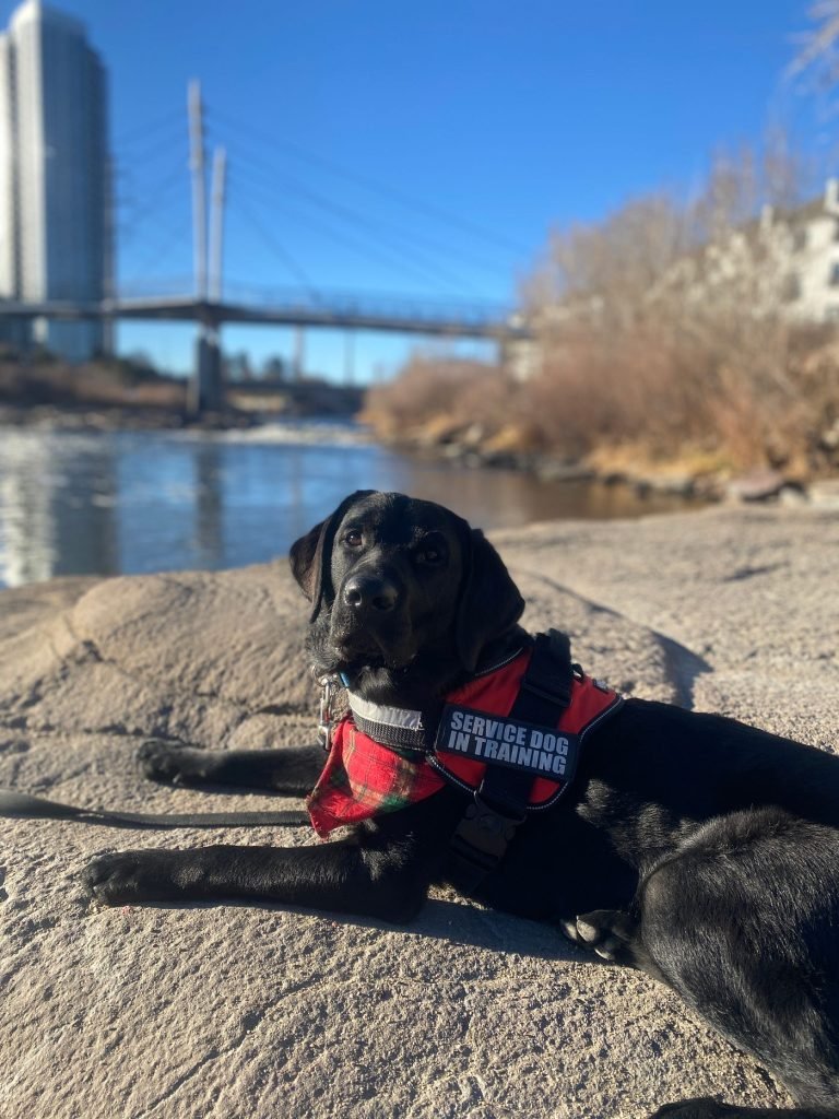 Black Labrador Dog Training: Expert Tips Unleashed