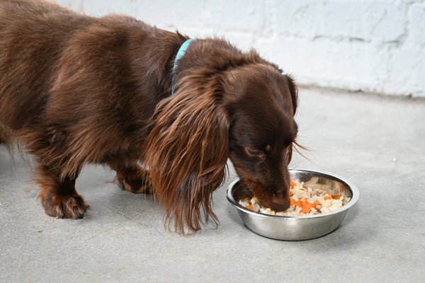 Bland Diet for a Dog: Soothing Solutions for Tummy Troubles