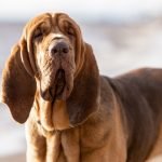 Bloodhound Dog Health Problems: Vital Care Tips