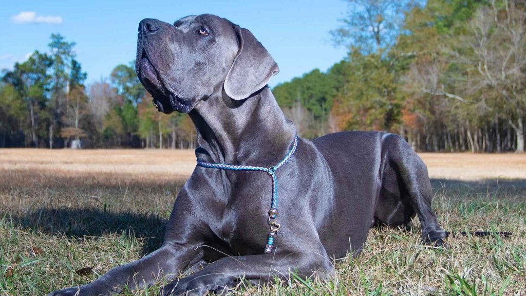 Blue Dog Breeds: Discover Rare and Stunning Varieties