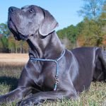Blue Dog Breeds: Discover Rare and Stunning Varieties