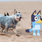 Bluey Dog Breeds: Discover Your Perfect Companion