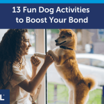 Bonding Activities to Do With Your Dog: Strengthen Your Friendship