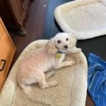 Bonita Dog Grooming Bonita Ca: Top Pampering Services