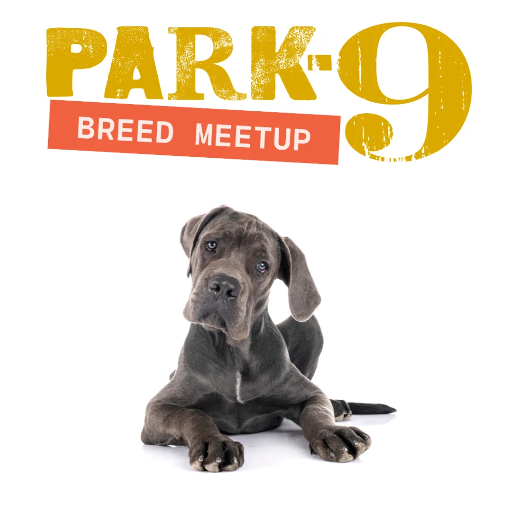 Boston Dog Friendly Activities: Explore Pet-Friendly Fun